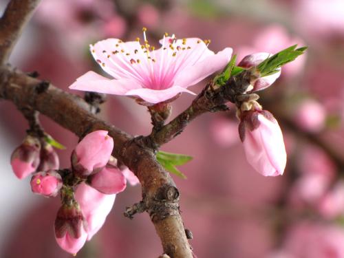 出國(guó)意大利語(yǔ)培訓(xùn)班哪個(gè)好